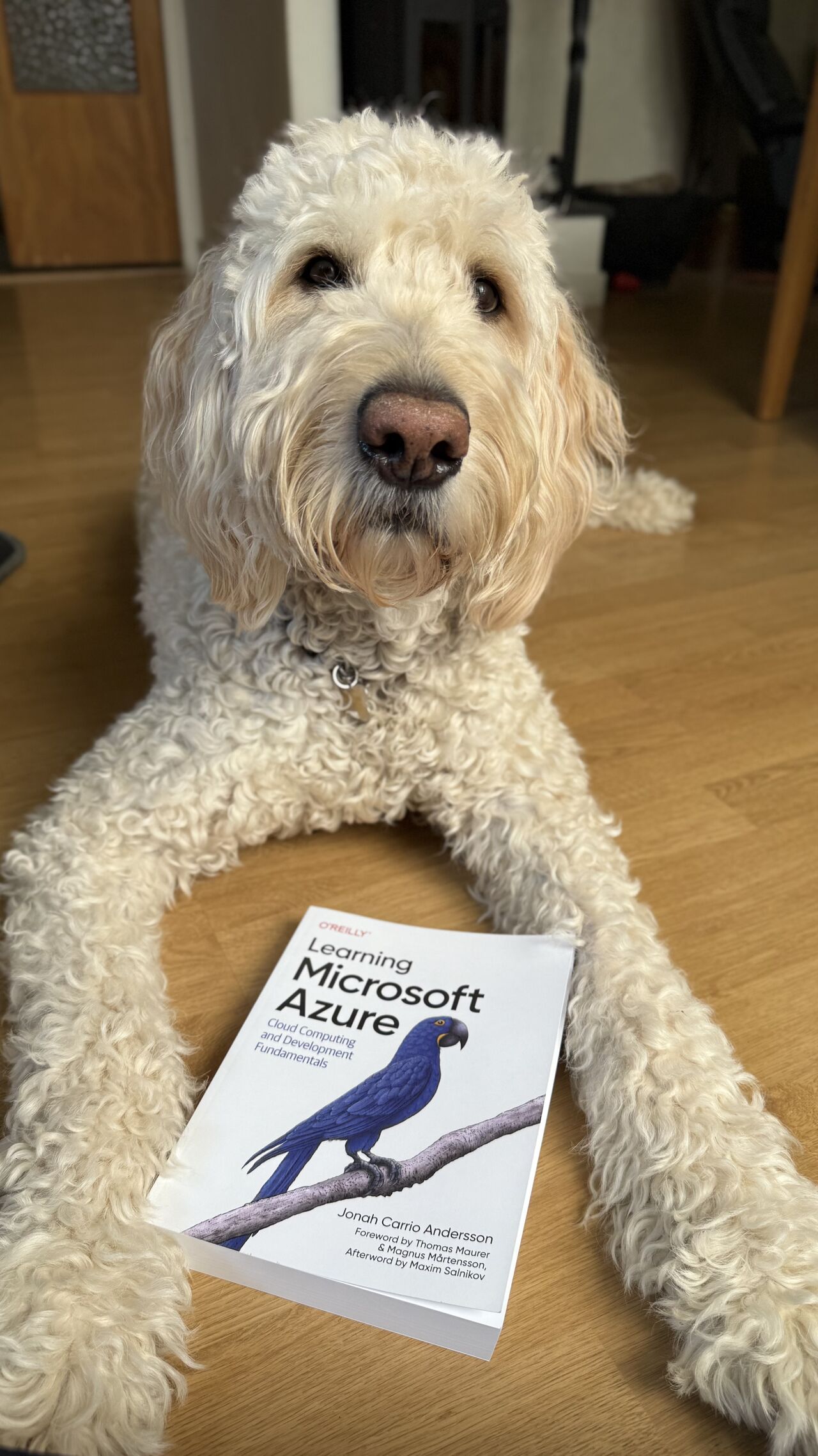 Lorentz the Labradoodle